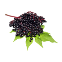 Sambucus nigra